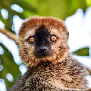 Common Brown Lemur - Facts, Diet, Habitat & Pictures on Animalia.bio