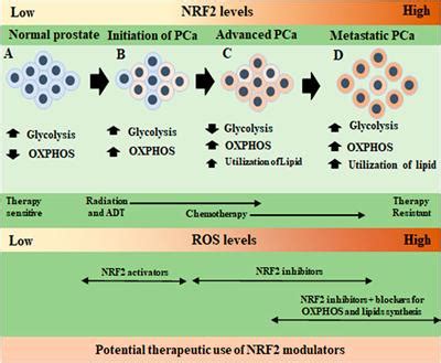 Frontiers Nrf A Crucial Regulator For Mitochondrial Metabolic Shift