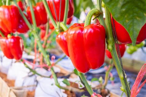 Premium Photo | Red bell pepper plant growing in organic garden