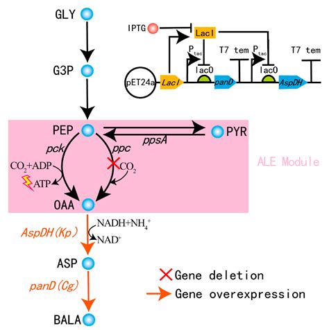 Novel Mode Engineering For β Alanine Production In Escherichia Coli