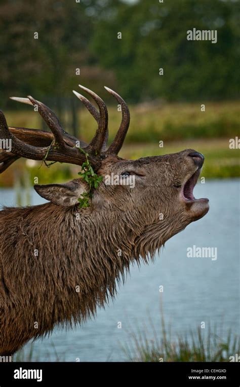 Stag At Bushy Park Richmond Uk Stock Photo Alamy