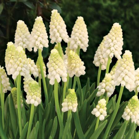 Muscari White Magic:Muscari Bulbs: Tulips.com