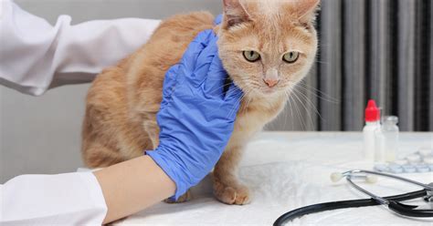 Know the Signs of Tapeworm in Your Cat - Raleigh Pawz