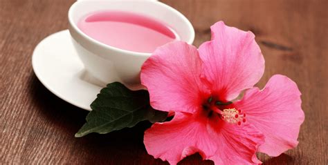 Introduzir 53 Imagem Quais Os Beneficios De Cha De Hibisco Br