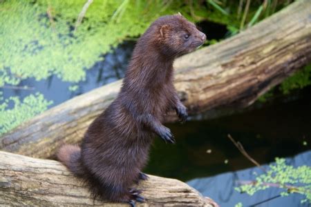 American Mink | Habitats, Diet & Reproduction | Study.com