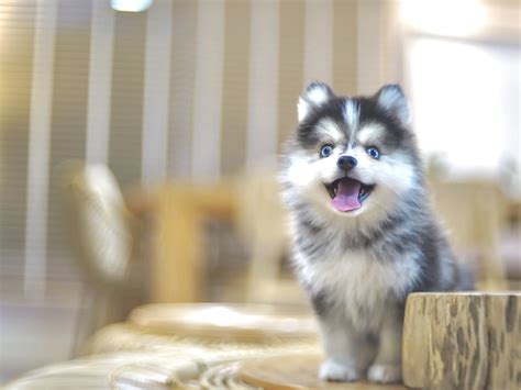 ผมเป็น Pomsky (Pomeranian + Siberian husky) 🐶 | แกลเลอรีที่โพสต์โดย Thonglor_Pomsky | Lemon8