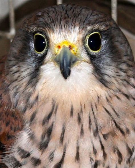 Caring for a Kestrel - Pet Samaritans