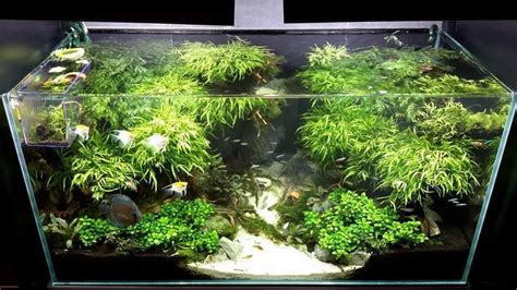 Aquascape Aquarium Plants