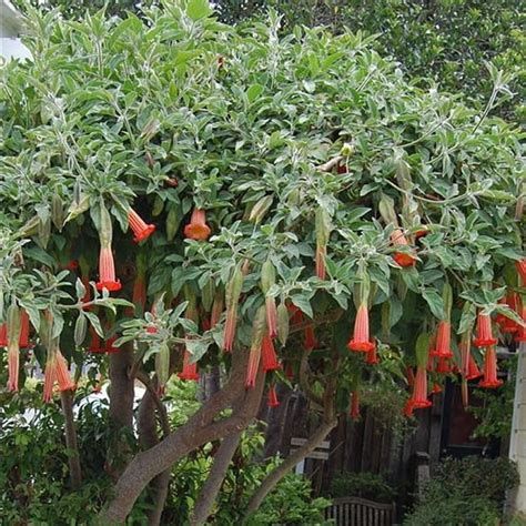 Orange Red Angels Trumpet Plant Brugmansia Sanguinea