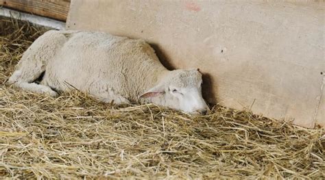 Enterotoxemia In Sheep Explained Sheepcaretaker