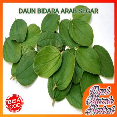 Jual Daun Bidara Arab Segar Asli 10 Lembar Shopee Indonesia