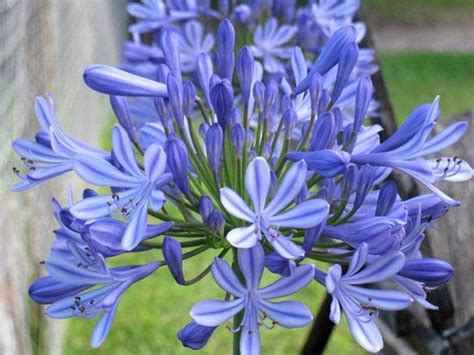 Blue African Lily Agapanthus Flower Seeds Perennial 25 Flower