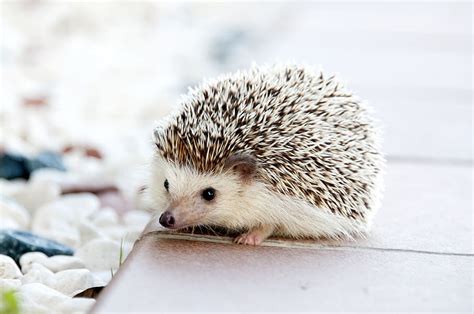 HD wallpaper: Shallow Photo of Hedgehog, animal, cute, spikes, animal ...