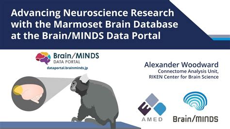 Marmoset Brain Database At The Brain Minds Data Portal Youtube