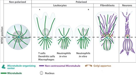 Centrosome Function