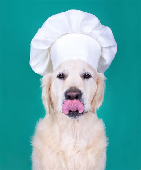 Puedes Poner Comida Para Perros En El Microondas