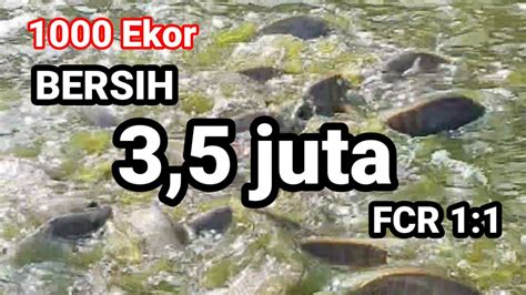 Keuntungan Ternak Ikan Nila Sistem Bioflok Ekor Youtube