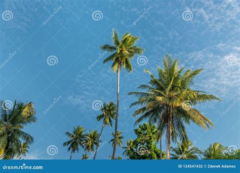 Tropical Climate Marine Life Underwater Royalty-Free Stock Image ...