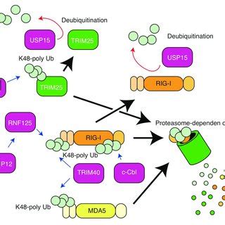 K63 Linked Polyubiquitin Chain Mediated Regulation Of RIG I The