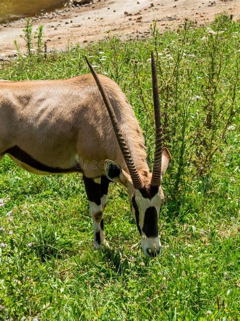 Vertical Shot Of A Gemsbok Antelope Feeding On Grass Stock Photo ...