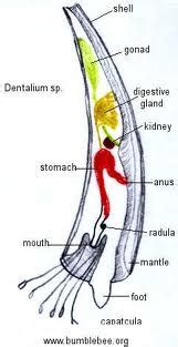 Animal kingdom: characteristics of class -SCAPHOPODA of Mollusca