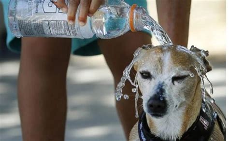 Revisa Estos Tips Para Que Tu Perro No Sufra De Calor En Tu Casa