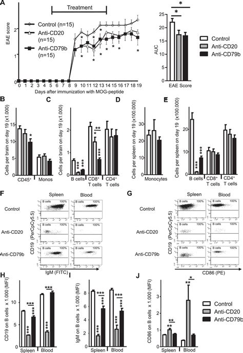 bcell modulation  anticdb antibodies ameliorates experimental