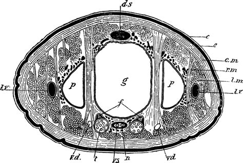 Leech Sectionvintage Illustration Black Section Drawing Vector, Black, Section, Drawing PNG and ...