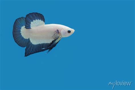 Dive Into The Diverse Halfmoon Betta Fish Types Aquariuman