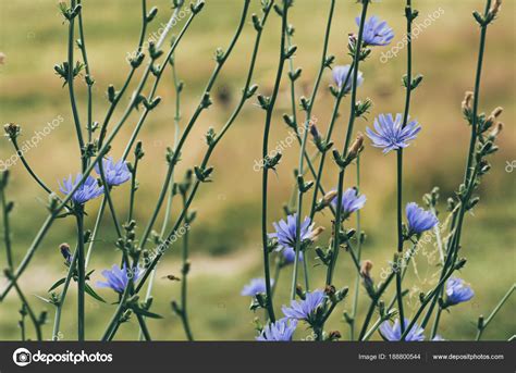 Chicory flower in nature Stock Photo by ©Roxana 188800544