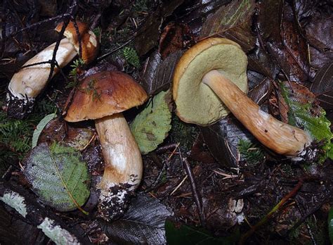 Boletus Comestibles Y No Comestibles