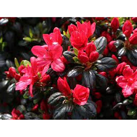 Ghiveci Rhododendron Maruska La Cm De Cm La Ghiveci Plantland Ro