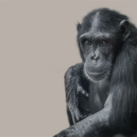 Portrait of Funny Chimpanzee with a Smugly Smile at Smooth Background ...