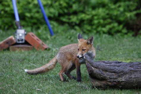 Urban Fox Cubs Exploring the Garden Stock Photo - Image of feeding ...