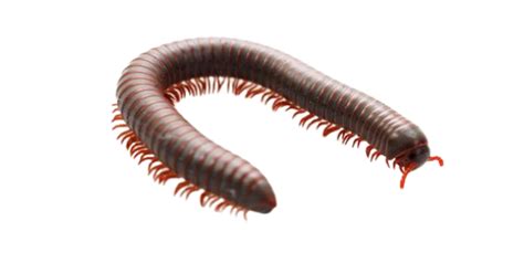 Millipede Treatment