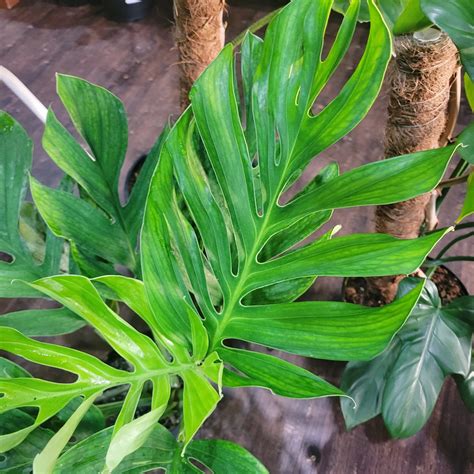 Monstera Pinnatipartita 10 Mature Plantstay Gainesville