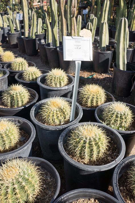 Golden Barrel Cactus Gdnc Nursery