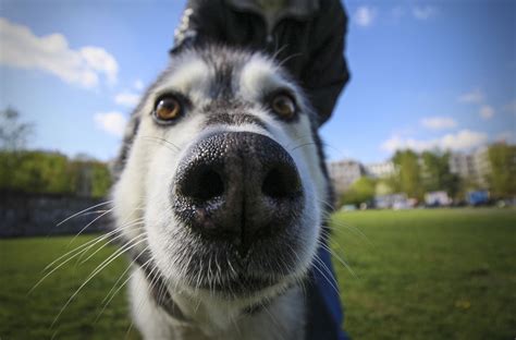 These 24 mugshots of funny, happy animals will help you make your day a little better