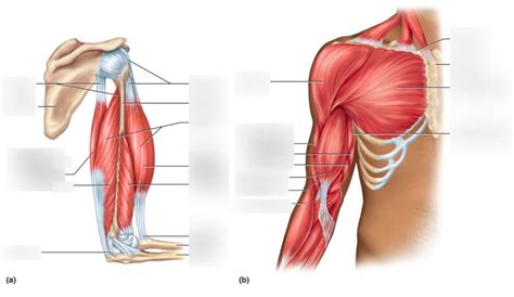 Arm Muscles Done Diagram Quizlet