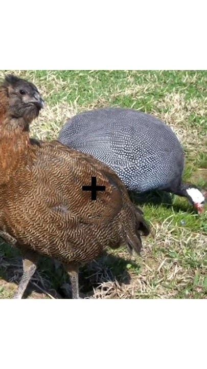 Chicken And Guinea Fowl Crossbreed Chicken Birds Fact Science Hybrid Peacock Ytshorts