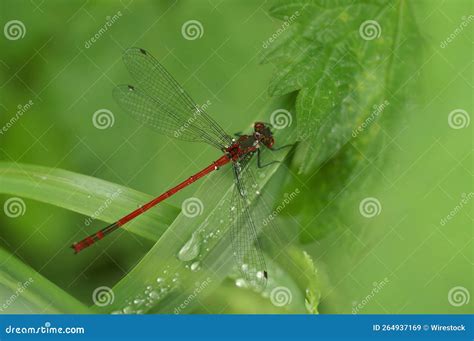 Macro Of A Large Red Damselfly Pyrrhosoma Nymphula On A Green Leaf