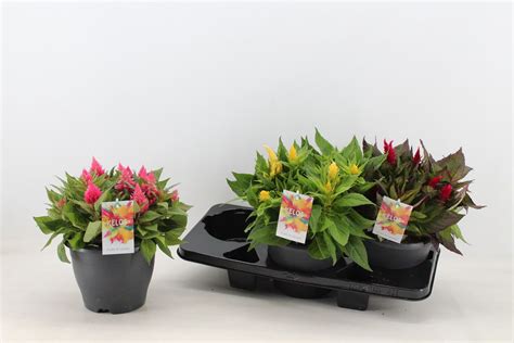 Celosia Argentea Kelos Fire Mix Plant Wholesale Floraccess