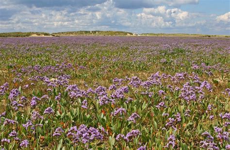 Sea Lavender - 50 Seeds - Limonium latifolium - Hirt's Gardens