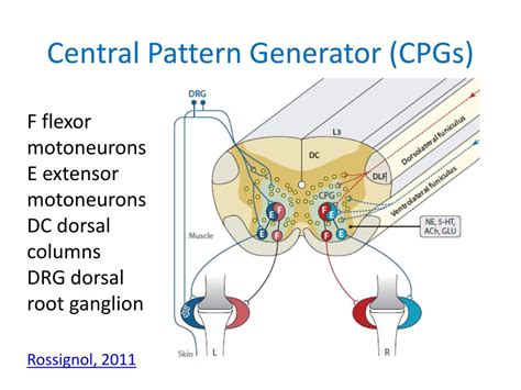 Ppt Ptp Neuroscience In Physical Therapy Motor Control Issues