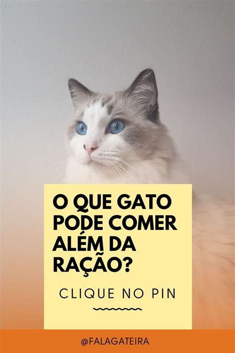 O Que O Gato Pode Comer Al M Da Ra O Saiba Tudo Natural Pet Pets