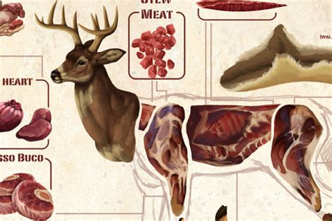 17 Deer Butchering Diagram Marcellataine