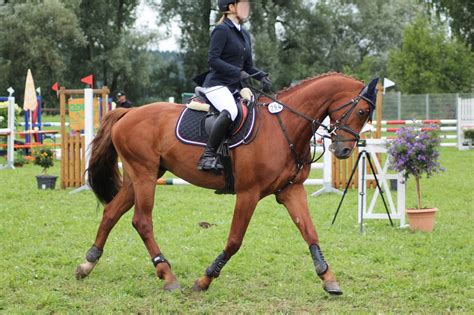 Warmblood - Chestnut - Show Jumping by OrleanTribute on DeviantArt