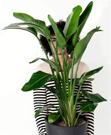 Bird Of Paradise Plant Indoor Buy at Lori Allan blog