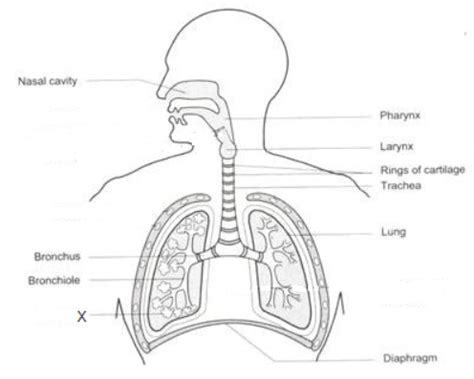 Human Respiratory System Definition Diagram Parts And Function