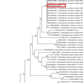 Phylogenetic Tree Inferred Using The Maximum Likelihood Analysis Of